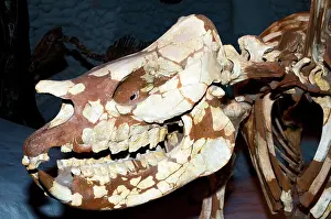 Miocene: Prehistoric Rhinoceros Skull Fossil