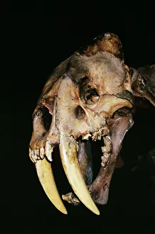 Californicus: PREHISTORIC - Sabre-Tooth Tiger