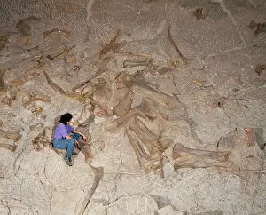 Sauropod: PREHISTORIC - Sauropod - Bones in Jurassic sediments