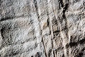 Dinosaur: PREHISTORIC - Skin impression and bony tendons of