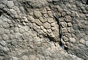 Dinosaur: Prehistoric - Skin impression of Hadrosaur