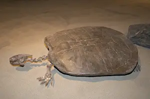 Mounted: Prehistoric Turtle
