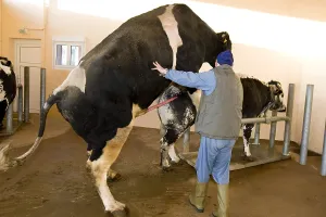 Sperm: Preparation of Holstein bull before semen sample