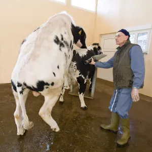 Sperm: Preparation of Holstein bull before semen sample