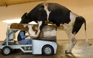 Sperm: Preparation of Holstein bull before semen sample
