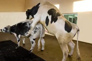 Penis: Preparation of Holstein bull before semen sample