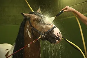 Foreign: Preparation of an Irish cob horse for beauty contest