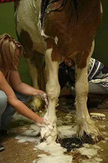 Foreign: Preparation of an Irish cob horse for beauty contest
