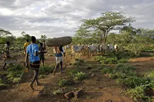 Preparation: Preparation the Pokot Sapana Ceremony Kenya