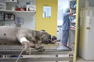 Tables: Preparing a dog for surgery under anesthesia