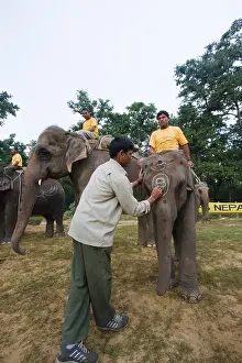 Competitions: Preparing Elephants at the World Elephant Polo Terai Nepal