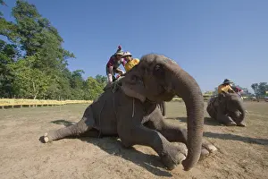 Competitions: Preparing Elephants at the World Elephant Polo Terai Nepal