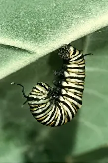 Monarch: Prepupa of Wanderer / Monarch / Milkweed Butterfly