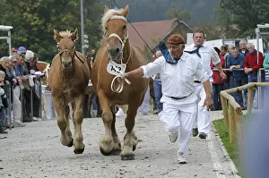 Dray: Presentation of a Comtois Mare and its foal Doubs