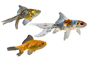 Stills: Presentation of different varieties of goldfish