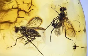 Ages: Preserved for the Ages, Long-Legged Flies, Dolichopodidae
