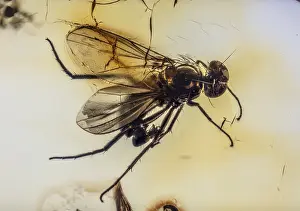 Ages: Preserved for the Ages, Long-Legged Fly, Dolichopodidae
