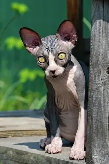 Nudity: Pretty Canadian Sphynx cat of blue and white color