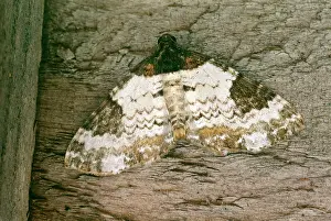 D. W. Greenslade: Pretty Chalk Carpet MOTH