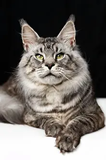 Mackerel: Pretty mackerel tabby Maine Shag Cat lying on black