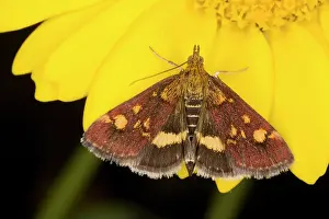 Marigolds: A pretty micro-moth on Corn Marigold