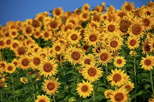 Shop: Pretty yellow sunflowers in field