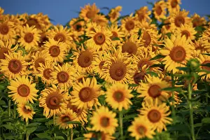 Shop: Pretty yellow sunflowers in field