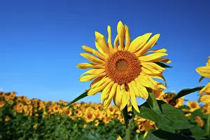 Shop: Pretty yellow sunflowers in field