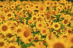 Shop: Pretty yellow sunflowers in field