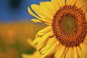 Shop: Pretty yellow sunflowers in field