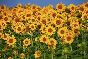 Shop: Pretty yellow sunflowers in field