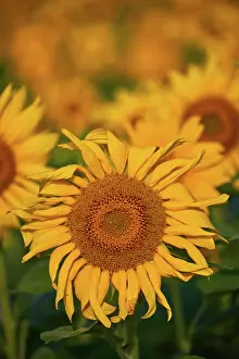 Shop: Pretty yellow sunflowers in field