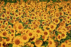 Shop: Pretty yellow sunflowers in field