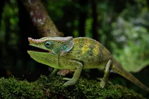 Calumma: A previously undescribed male chameleon (Calumma
