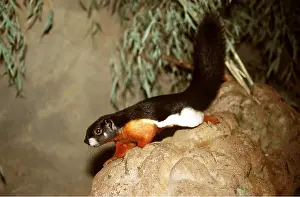 Chris Martin Bahr: PREVOST'S SQUIRREL - on rock