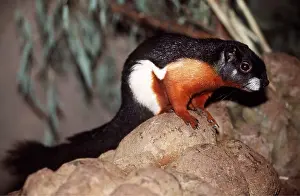 Chris Martin Bahr: PREVOST'S SQUIRREL - on rock