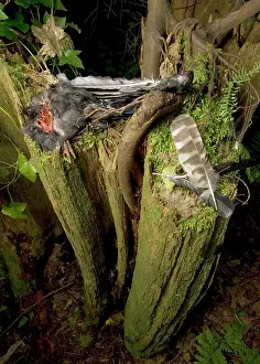 Varia: Prey and feather of a barred owl, Strix