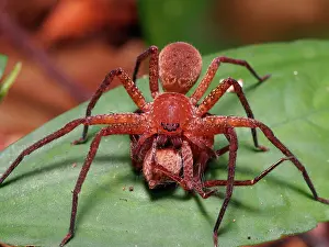 Heteropoda: prey on another huntsman spider