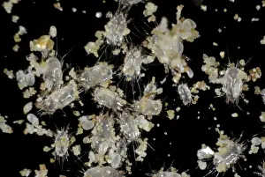 Storage: Prey mite