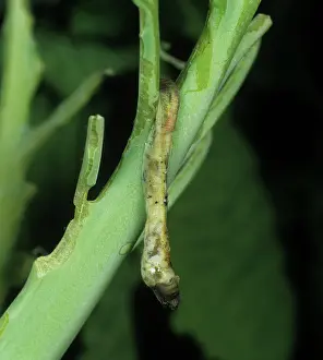 Rapae: PrGV infected butterfly