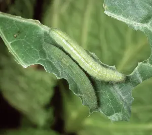 Rapae: PrGV infected caterpillar
