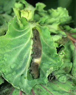 Rapae: PrGV infected caterpillar