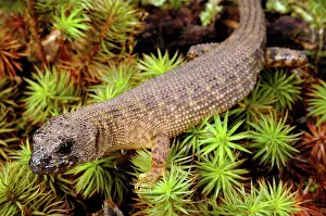 Scincidae: Prickly Forest Skink, Queensland, Australia