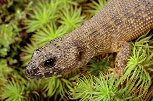 Scincidae: Prickly Forest Skink, Queensland, Australia