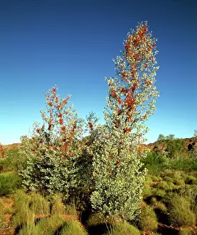 Grevillea: Prickly / Holly Grevillea