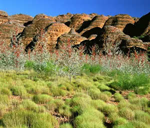 Beehives: Prickly / Holly Grevillea - in front of limestone beehives