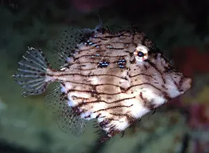 Chaetodermis: Prickly Leatherjacket, western Pacific coasts