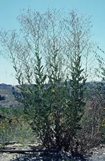 Seedhead: Prickly Lettuce