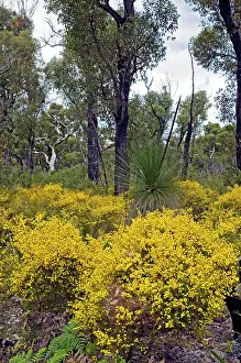 Pulchella: Prickly Moses