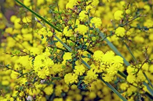 Pulchella: Prickly Moses - Boranup Forest